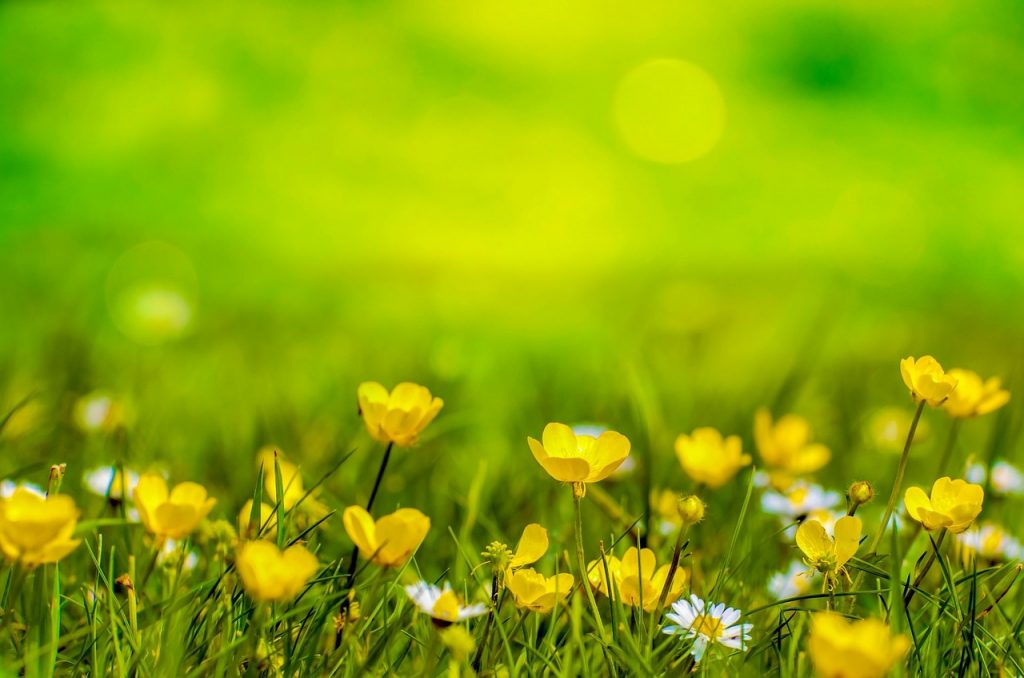 Allg. Info: Schrebergarten ist nicht vererbbar