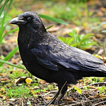 black-crow-4116151_347