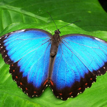 butterfly-142506_347