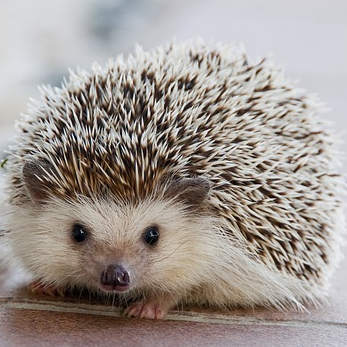 hedgehog-1215140_347