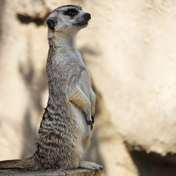 meerkat-4417764_347