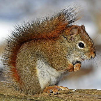 red-squirrel-570936_347